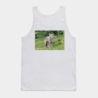 A lone Coyote in the forest Tank Top